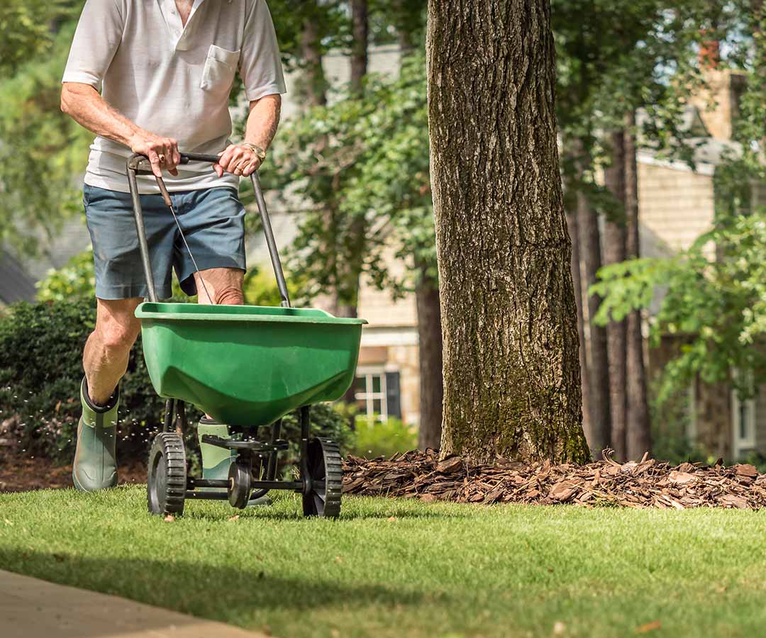 Man fertilizing his lawn by pushing a green wheel barrow .