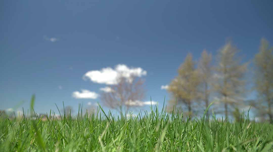 Closeup of a grass field in front of a blue sky and trees.