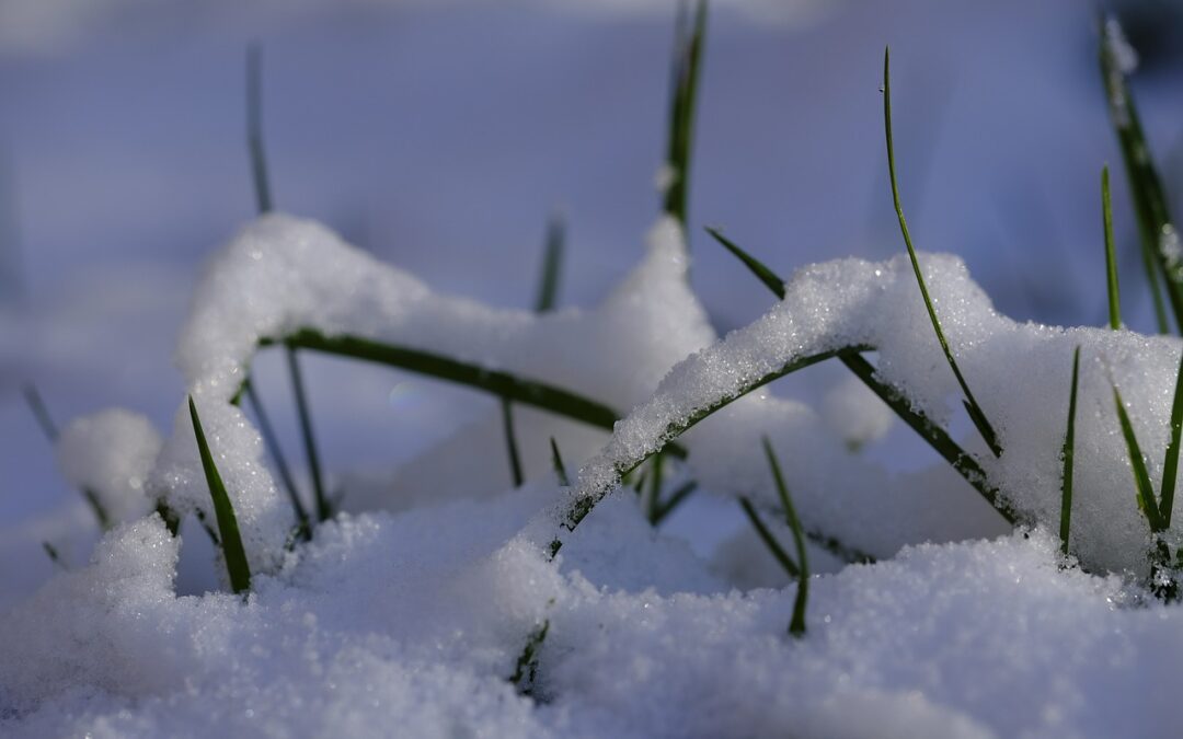 “Winter Kill” Common Cause: Snow Mold