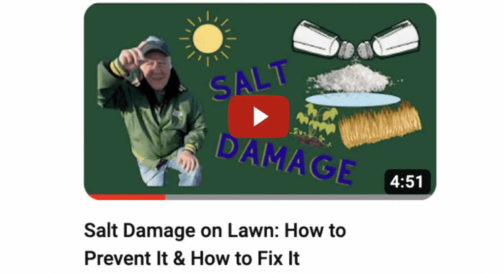 Salt Damage on Grass on Youtube