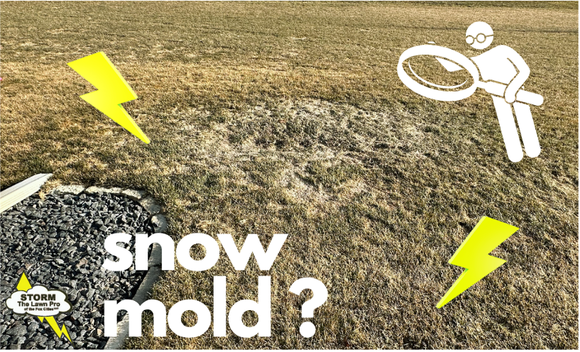 brown spots in lawns example of different snow molds