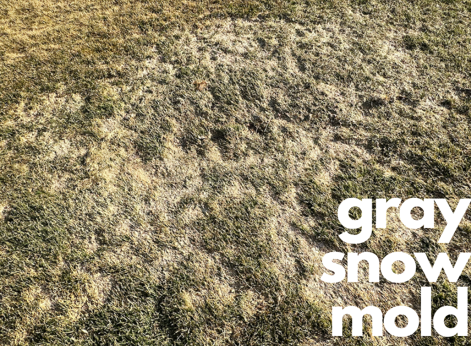 brown spots in lawns displaying gray snow mold