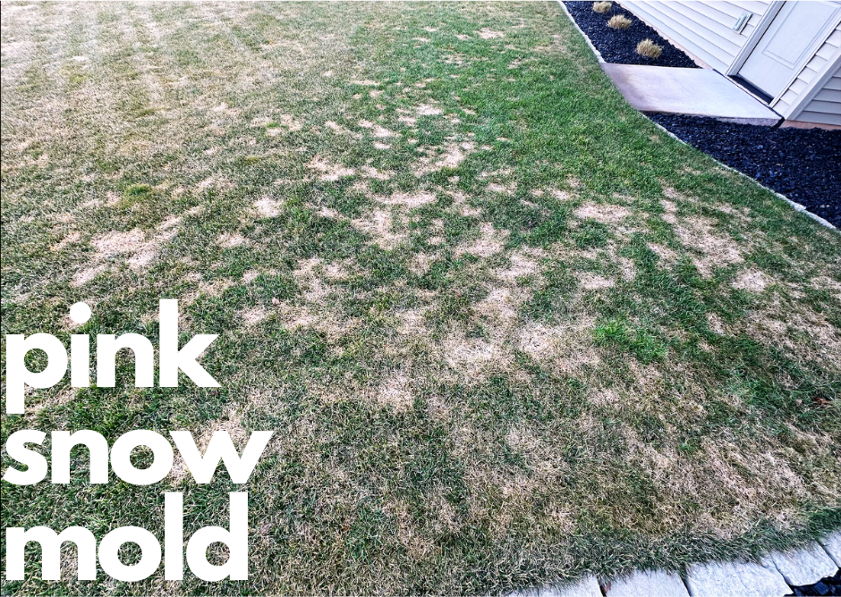brown spots in lawns displaying pink snow mold