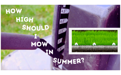 How High Should I Mow in the Summer ?