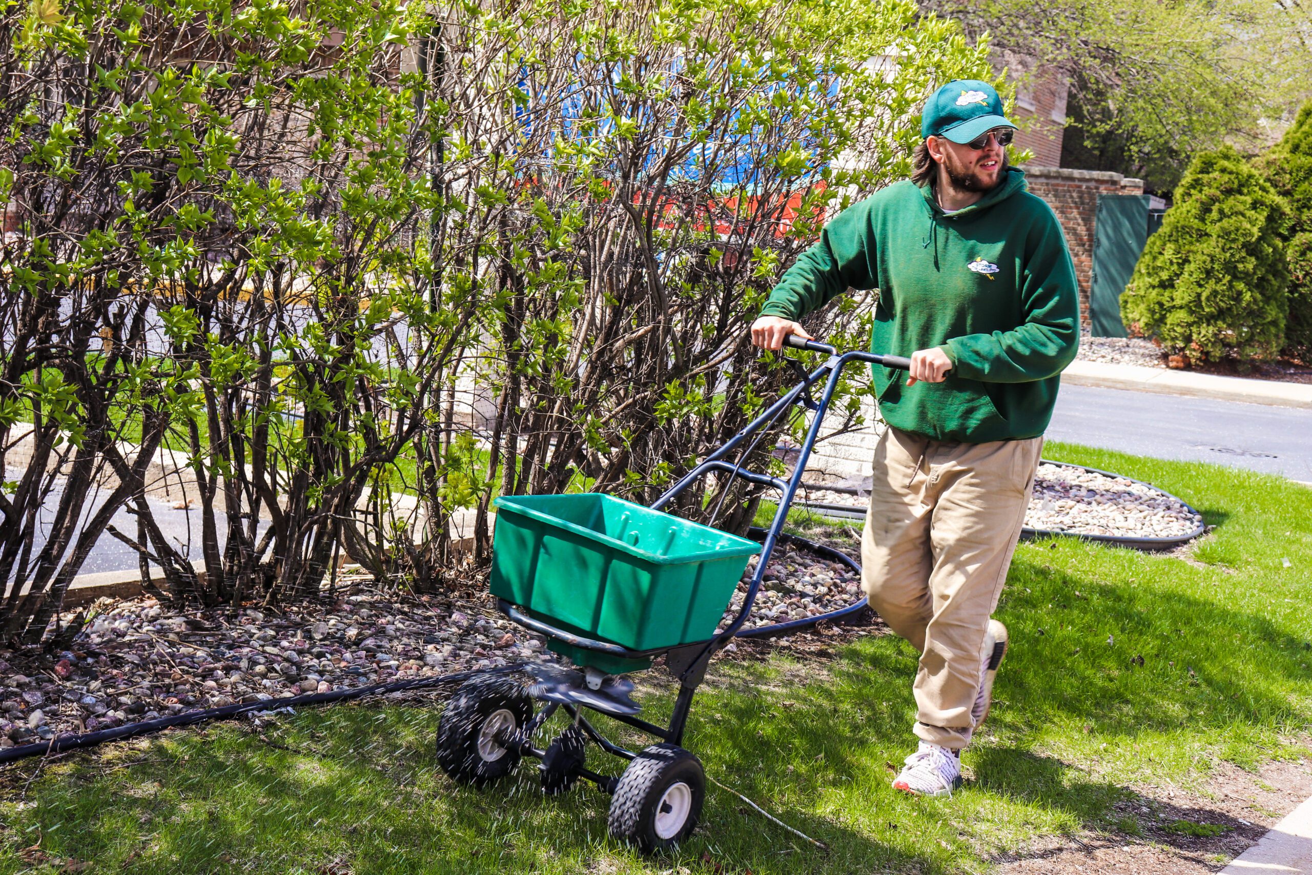 Man fertilizing his lawn by pushing a green wheel barrow .