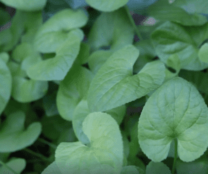 eliminate wild violets from your lawn 