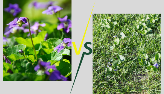 Eliminate Wild Violets from Your Lawn