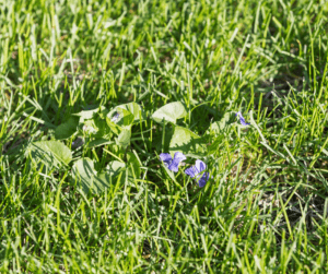 eliminate wild violets from your lawn 